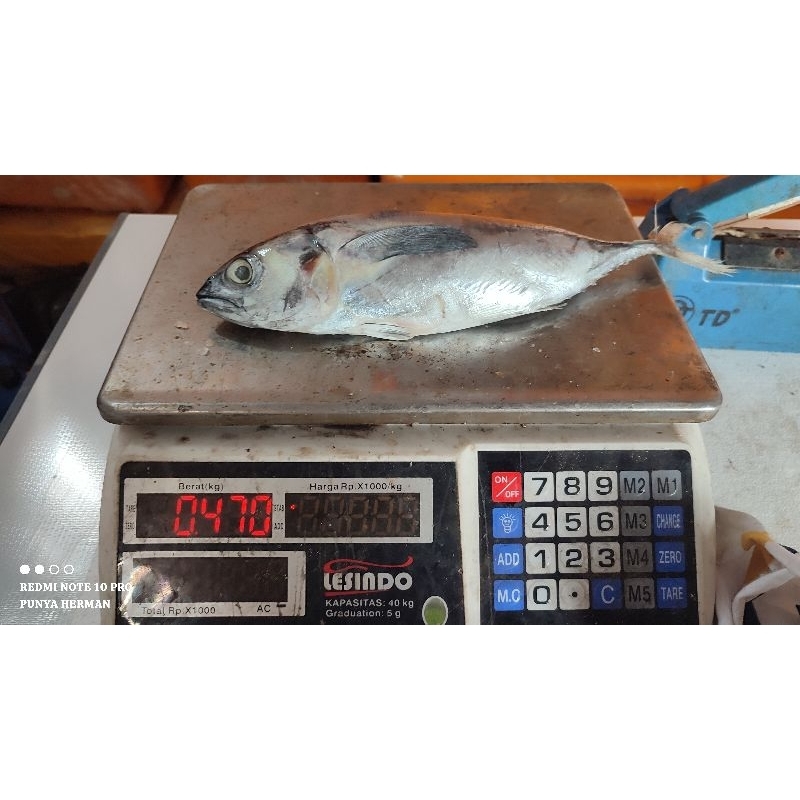 

ikan Baby Tuna