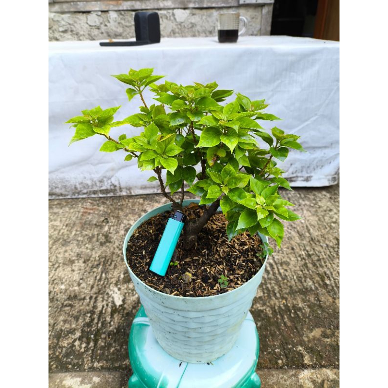 Bougenville Singapore bunga merah fanta