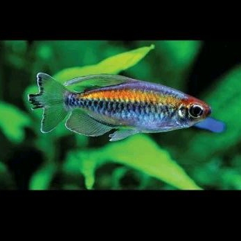 

HIASAN AQURIUM /CONGO TERTA UKURAN 4-5 CM