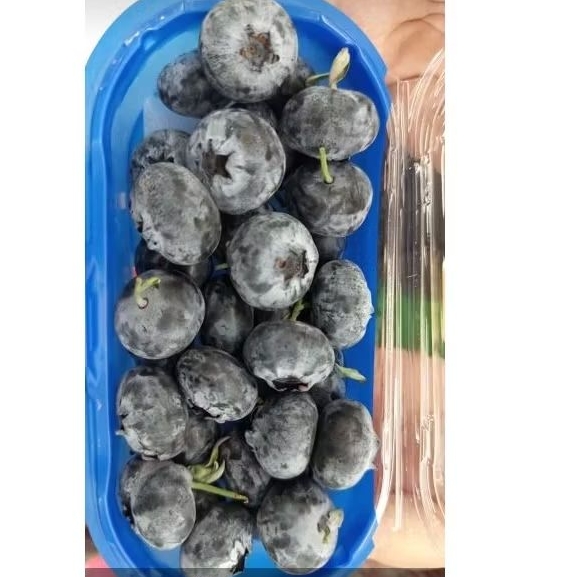 

Buah bluberyy sunmoon rrc super jumbo pack 200gram