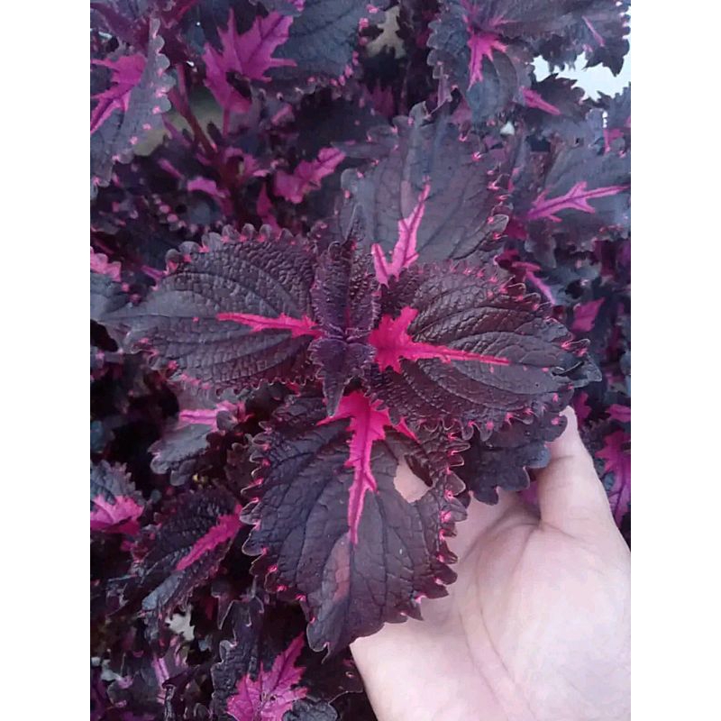 111//cinta mati//bunga miana//coleus//