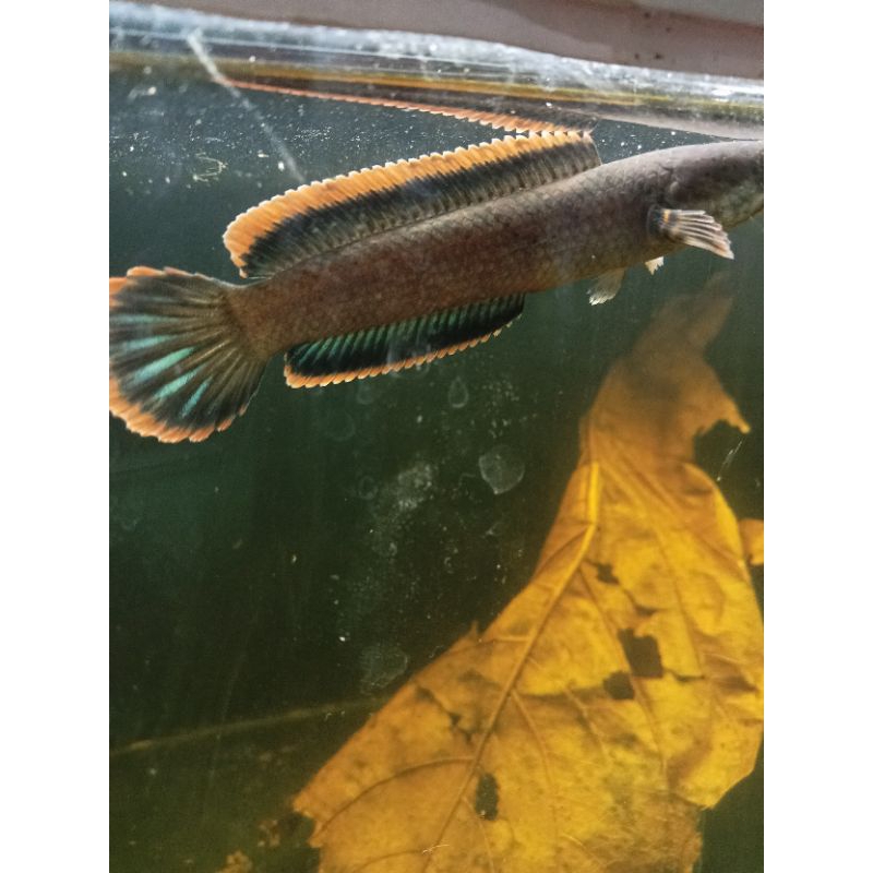 ketapang LIMBATA SINGLE TANK BERMENTAL(FREE STIKER)