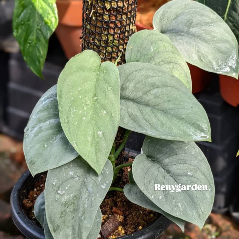 Scindapsus silver hero