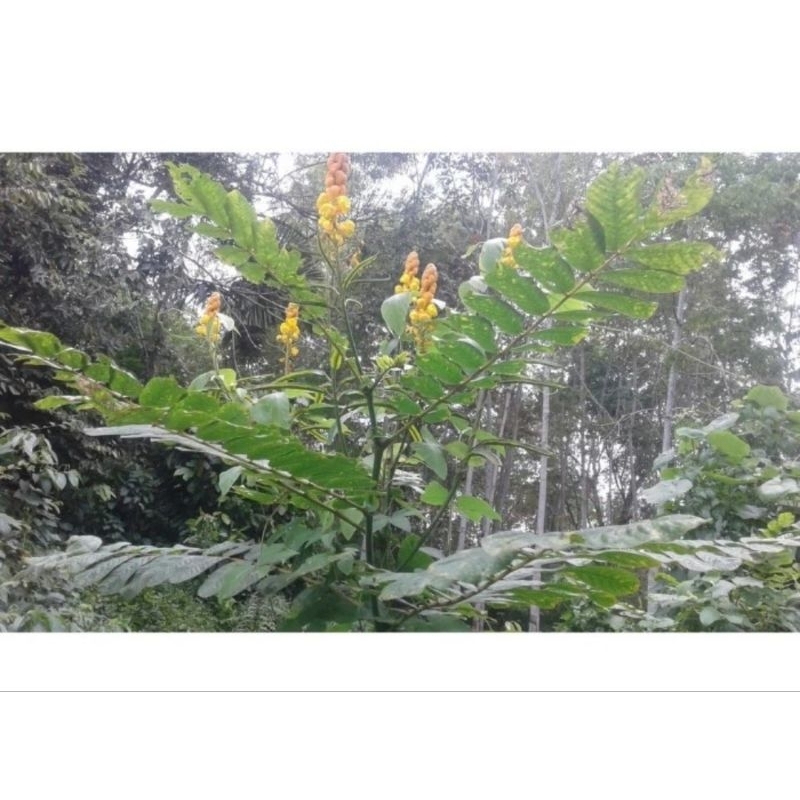 

500Gram Daun Ketepeng China Daun Segar