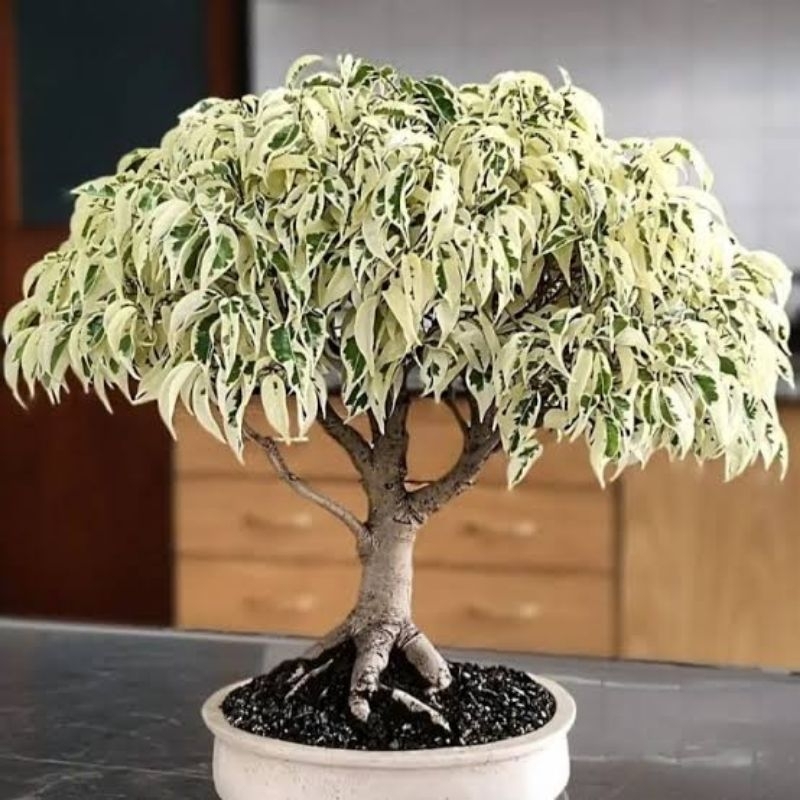 Tanaman Hias Beringin Putih - Bahan Bonsai - Beringin Varigata