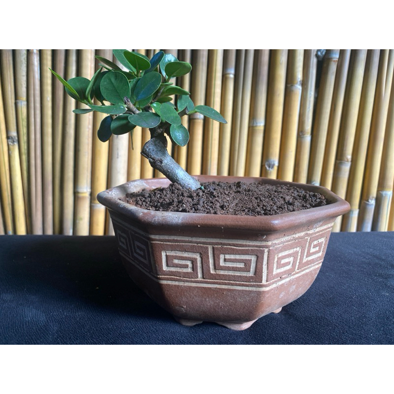 Bonsai Dollar jepang