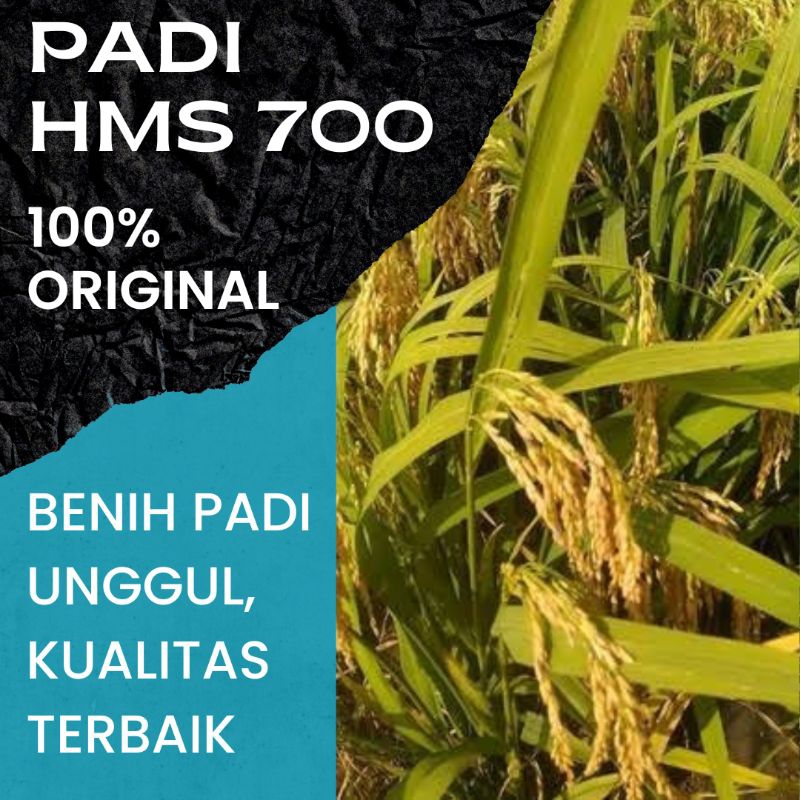 BIBIT PADI | BENIH PADI HMS 700 KEMASAN 5KG