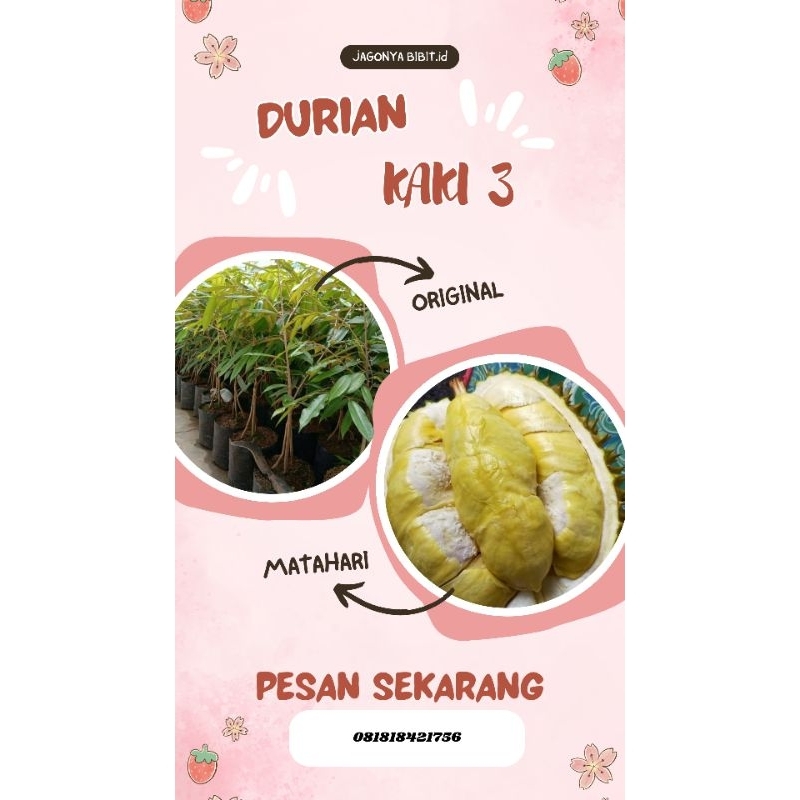 

DURIAN MATAHARI KAKI 3