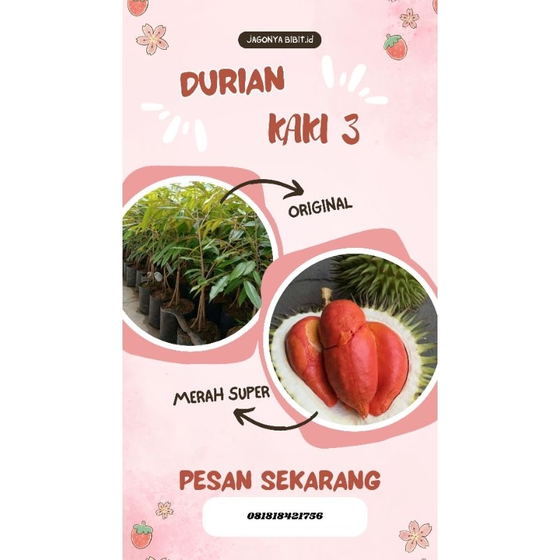 

DURIAN MERAH KAKI 3