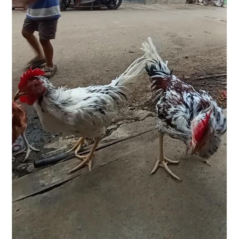 Ayam kampung (KUB) Jantan Hidup Calon Indukan Usia 3 - 4 Bulan