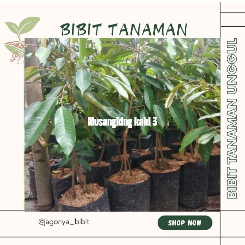 DURIAN KAKI 3 OKULASI