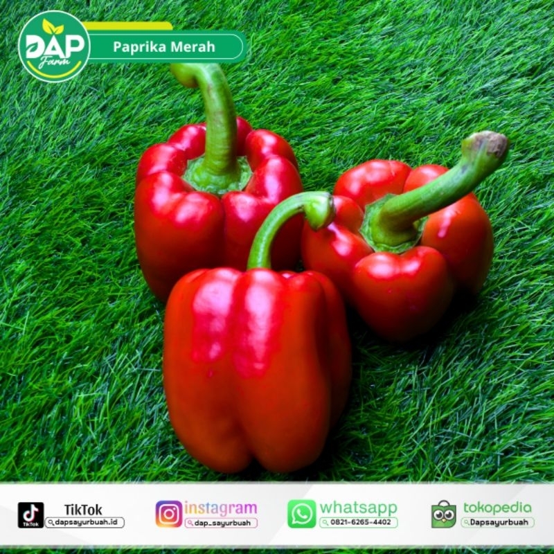 

Paprika Merah Fresh/ DAP Fram/ Sayur Segar Jakarta