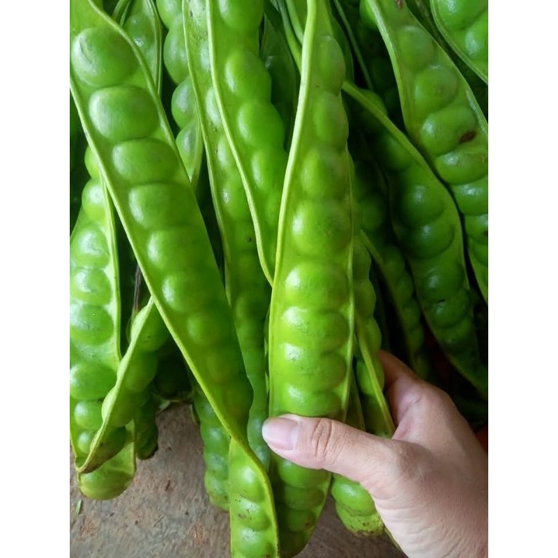 

PETE atau PETAI SATU PAPAN