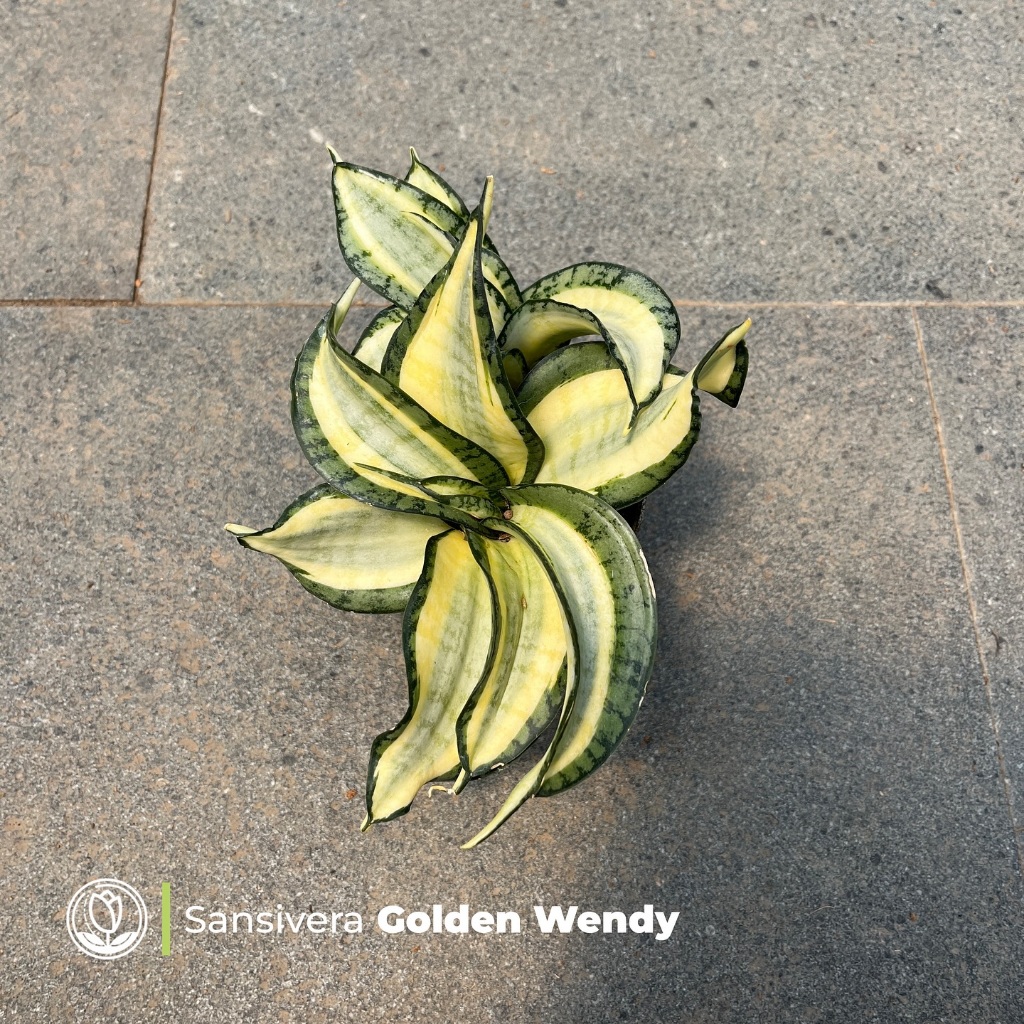 Lidah Mertua Sansivera Golden Wendy Tanaman Hias