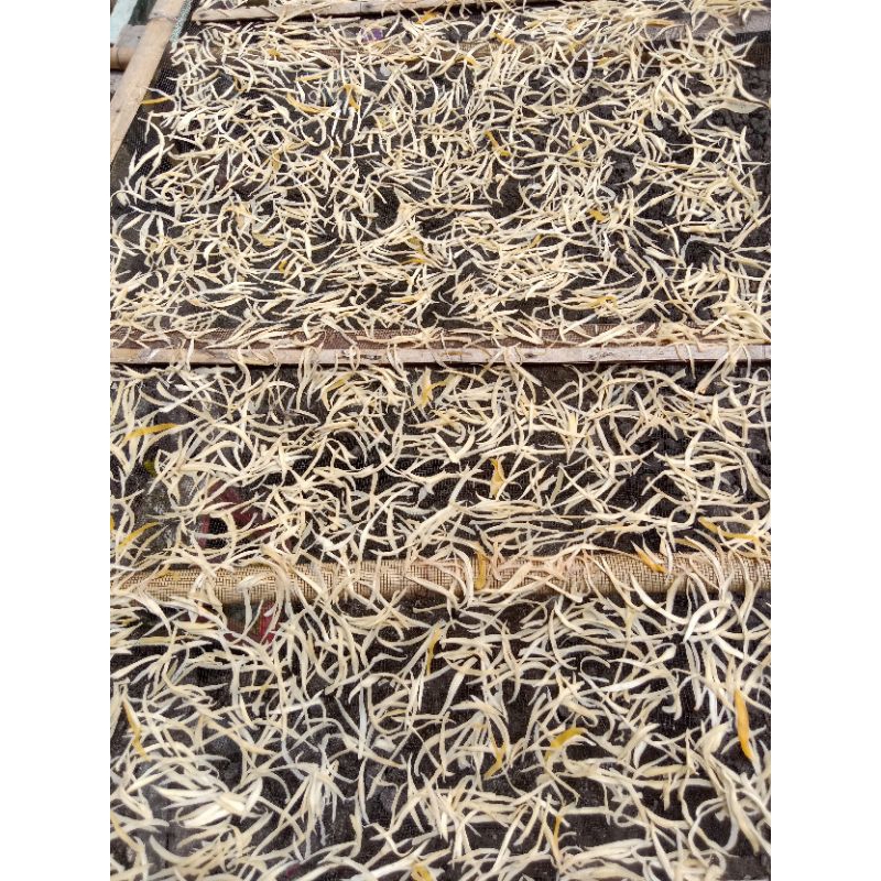 

asam mangga (pacukka pao) asli bugis