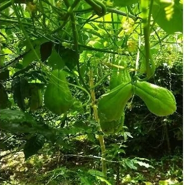

Labu Siam 1kg Fresh dari kebun sendiri
