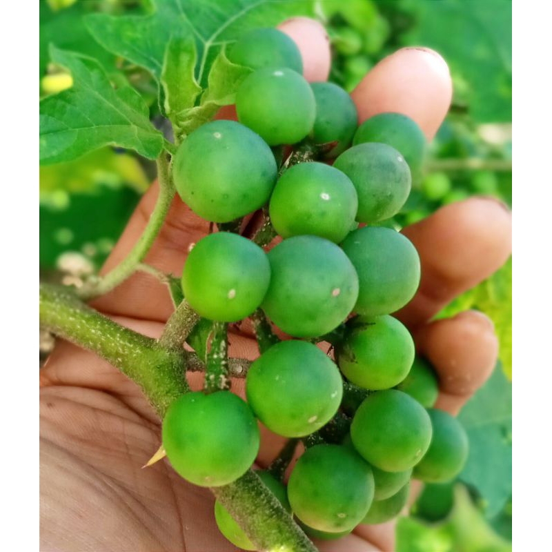 

Leunca/Terong pokak segar 250 gram