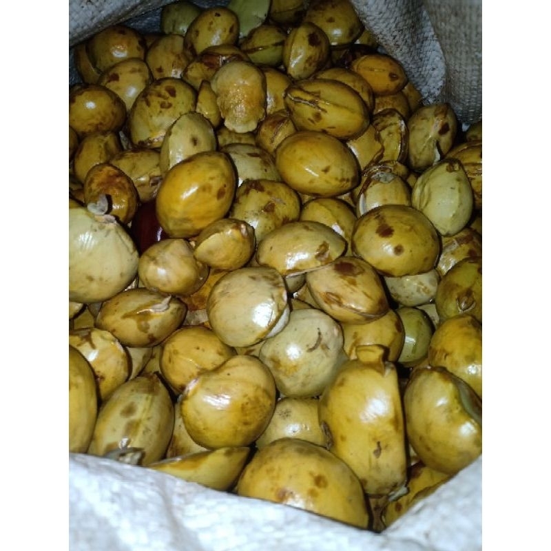 

Jengkol tua 1 kg