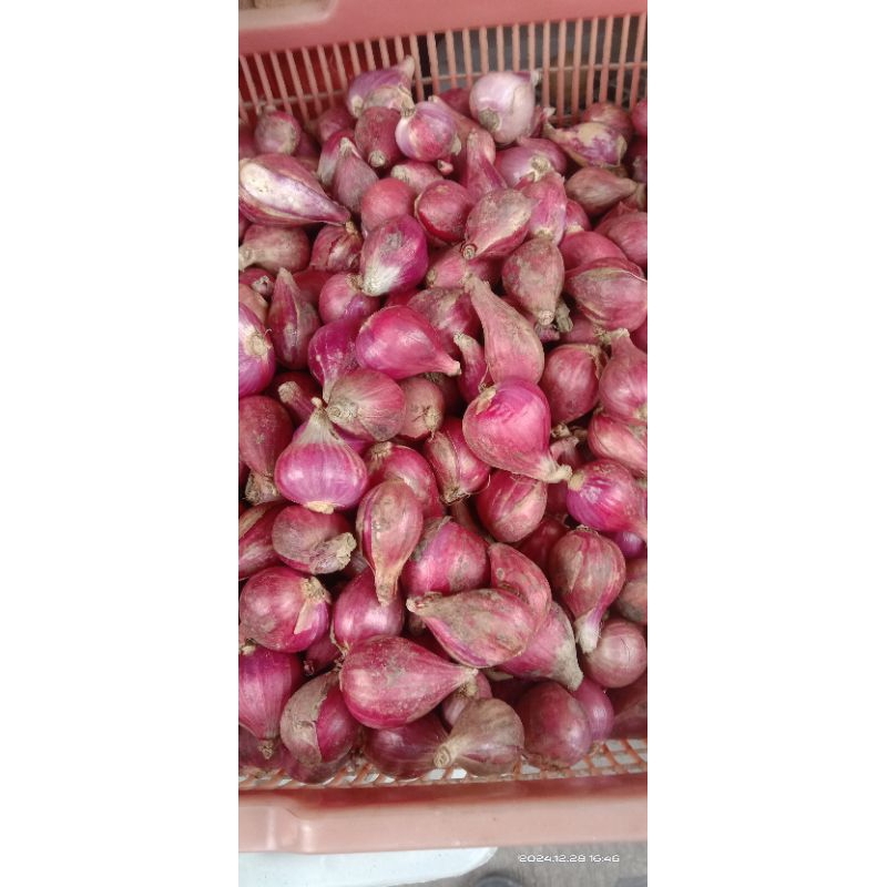 

bawang merah brebes