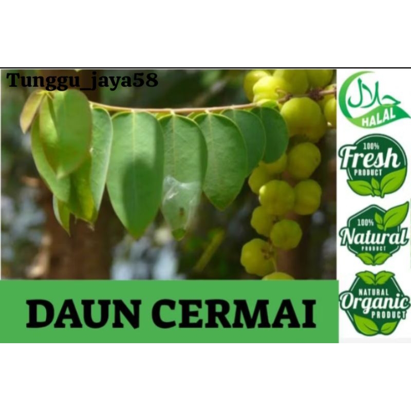 

25 TANGKAI DAUN CERMAI FRESS ALAMI tanpa bahan pengawet