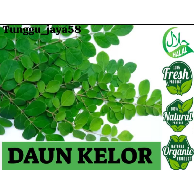 

100 GRAM DAUN KELOR SEGAR SIAP PETIK DADAKAN