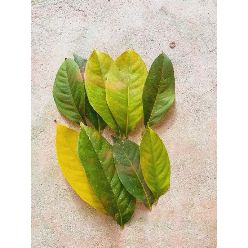 

DAUN SALAM SEGAR | Daun Salam Segar| Daun Salam Pengharum Masakan| Daun Salam