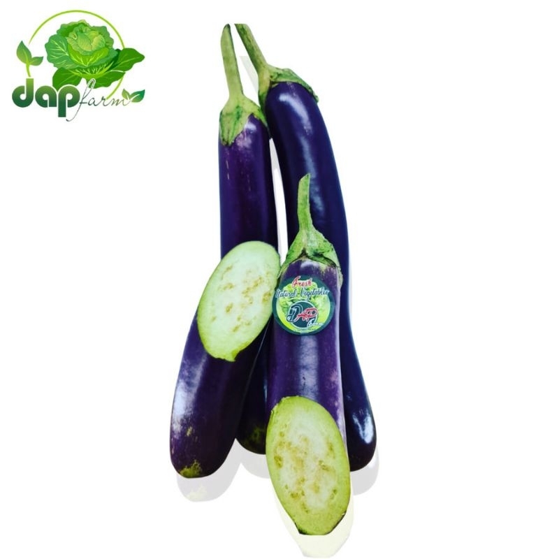 

Terong Ungu - Sayur Segar Jakarta - DAP FARM