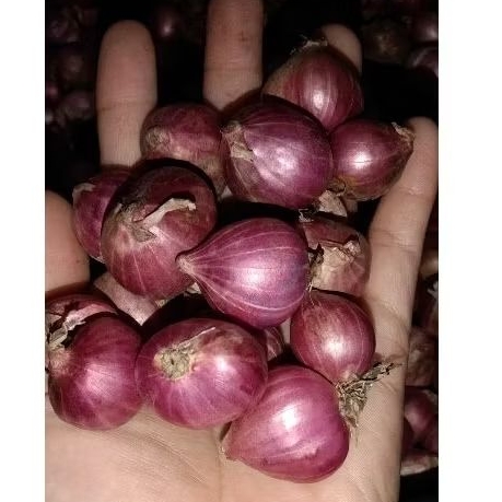 

BAWANG MERAH PROBOLINGGO | No. 2 BESAR TANGGUNG | KERING NO BUSUK