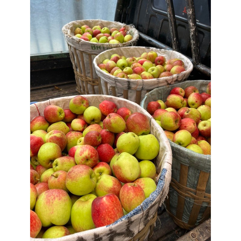 

Apel Ana 2KG Fresh Metik Dari Kebun Sendiri