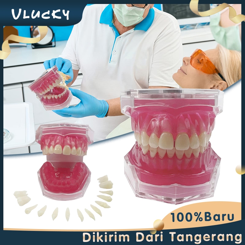Phantom Gigi Lepas Pasang Model Studi Gigi Alat Peraga Gigi Dental Model