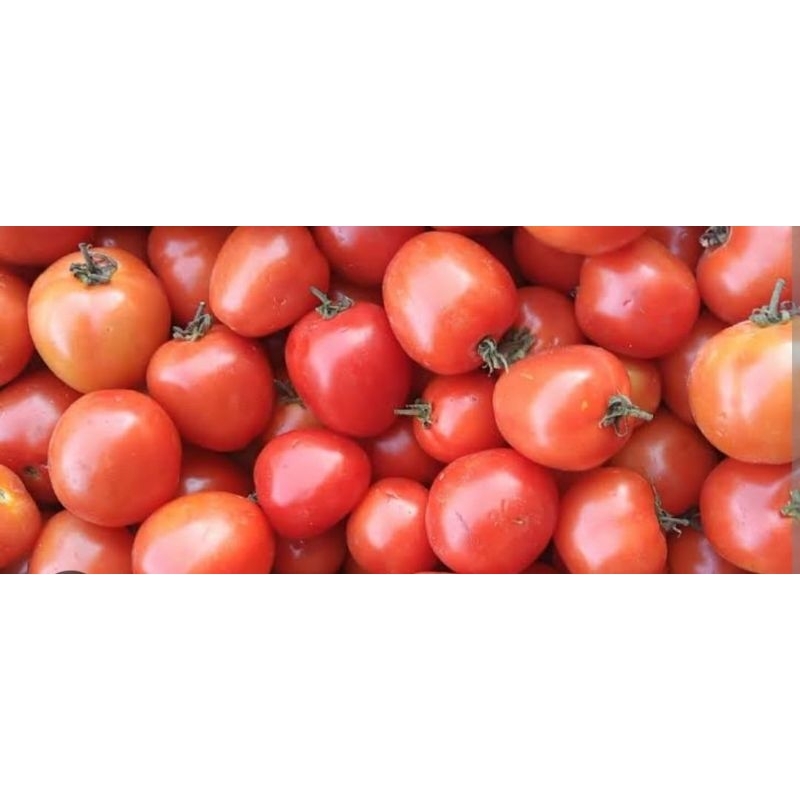 

tomat Merah