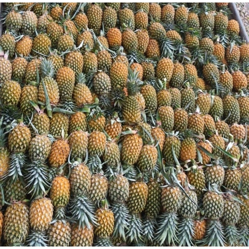 

Buah Nanas Segar Mateng Dan Mengkal Harga 1 Biji