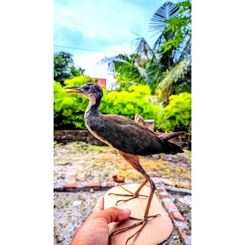 patung burung Jontrot ruak ruak asli yang sudah di awetkan