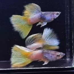 Ikan Guppy Metal Yellow Pingu