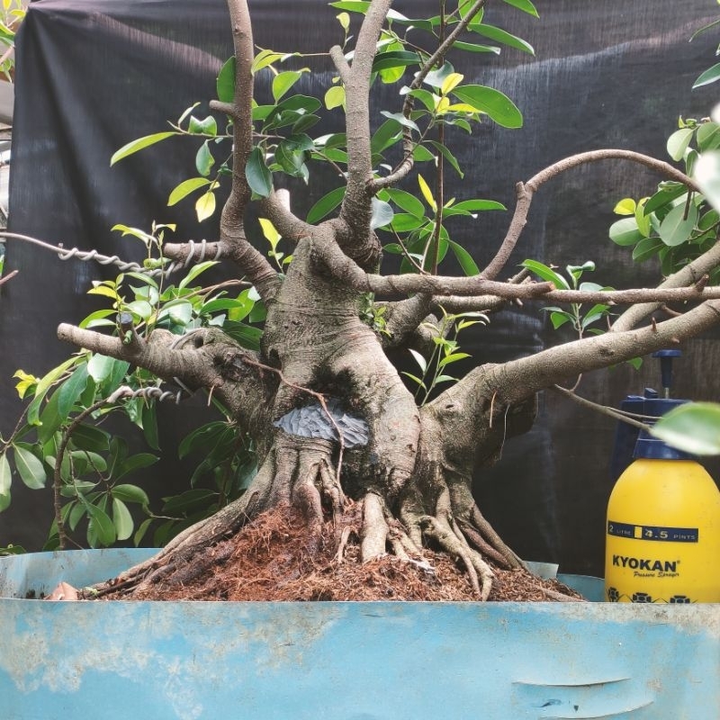 Bahan Bonsai Iprik Bahan Bonsai Ficus