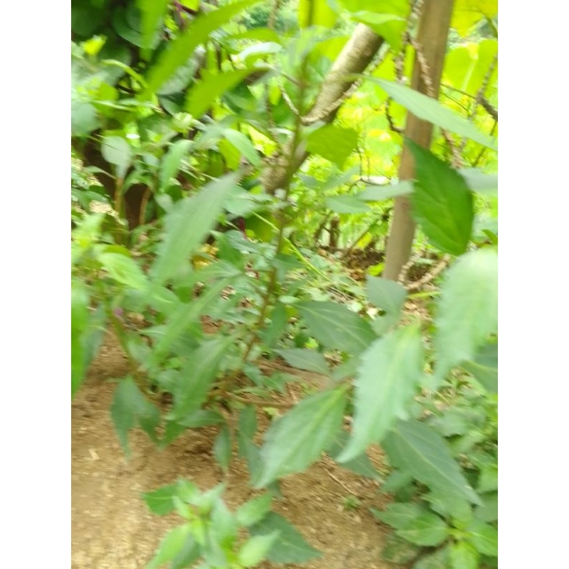 

daun kumis kucing segar 250 gram langsung petik herbal atasiasalah ginjal herbal alami