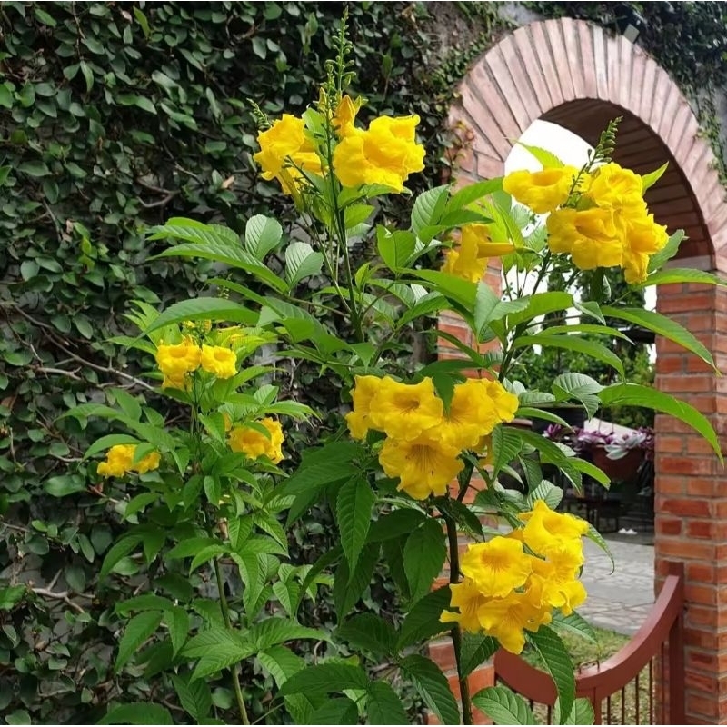 bibit tanaman tekomastan bunga kuning tecoma stans tekomaria