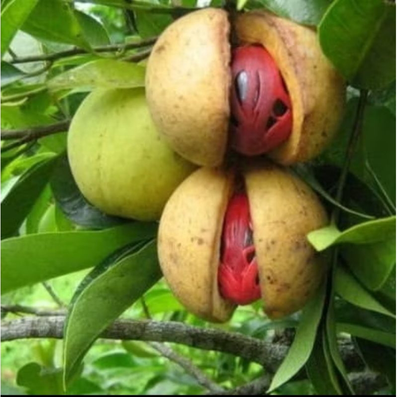 

Buah pala segar I kg . buat manisan dan obat herbal alami