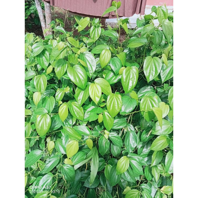 

DAUN SIRIH SEGAR LANGSUNG PETIK DARI POHONNYA 100% ORIGINAL ISI 50 LEMBAR BANYAK KHASIATNYA