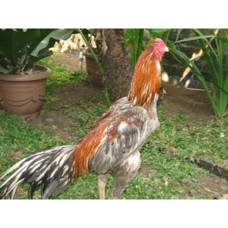 

2 telur ayam fertil bangkok klawu asli bisa di tetaskan