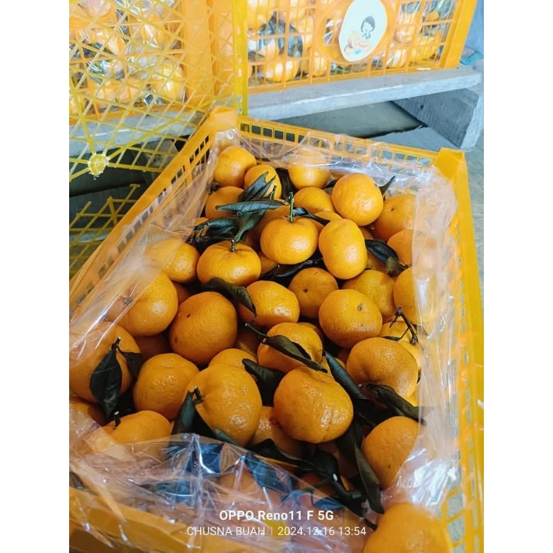 

buah jeruk santang 1 dus