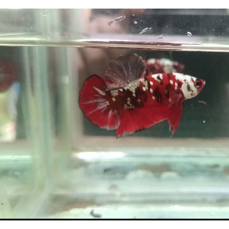 Red koi Cooper ( RKC)