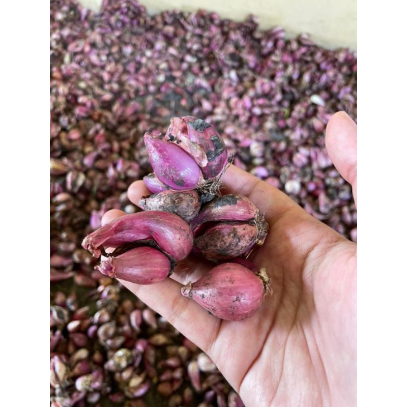 

BAWANG MERAH LOKAL NGANJUK TANGGUNG BERAT 500 GRAM