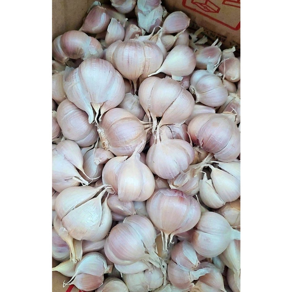 

bawang putih