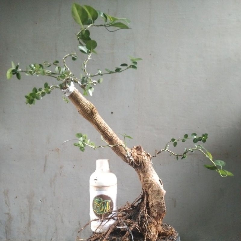 Bahan Bonsai Wacang (Wahong okulasi Sancang) Dongkelan formal, informal Medium Size The Maxx 30cm re