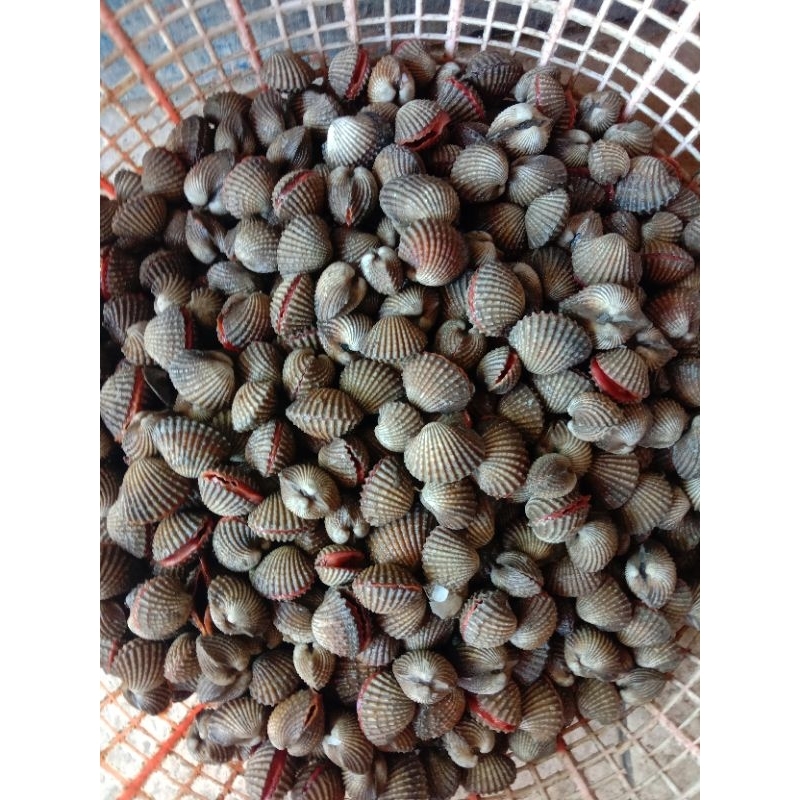 

kerang darah segar 1kg