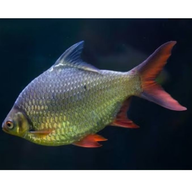 

sticker BADER BELES SIZE 5 JARI