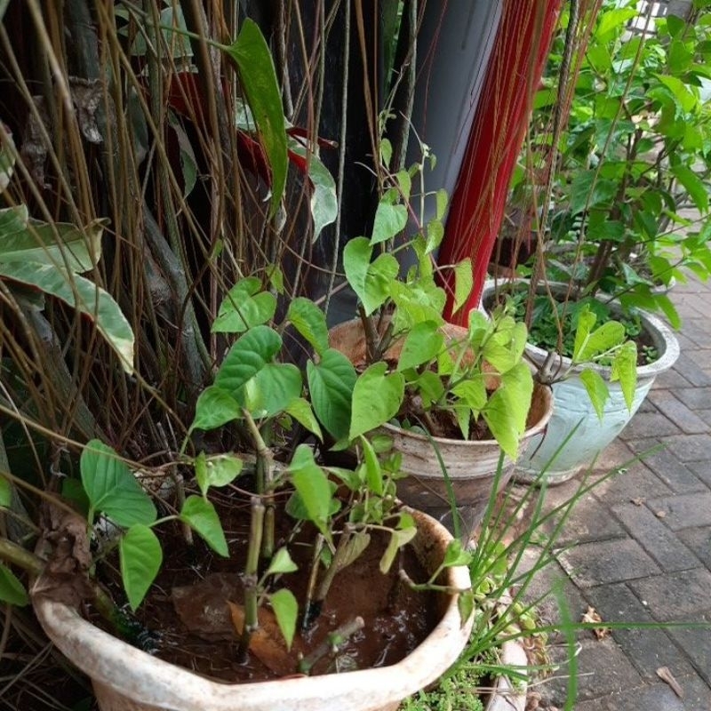 CURTAIN IVY / AKAR SERIBU