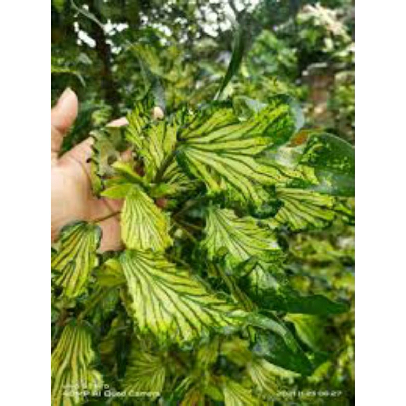 tanaman waru wayang bahan bonsai