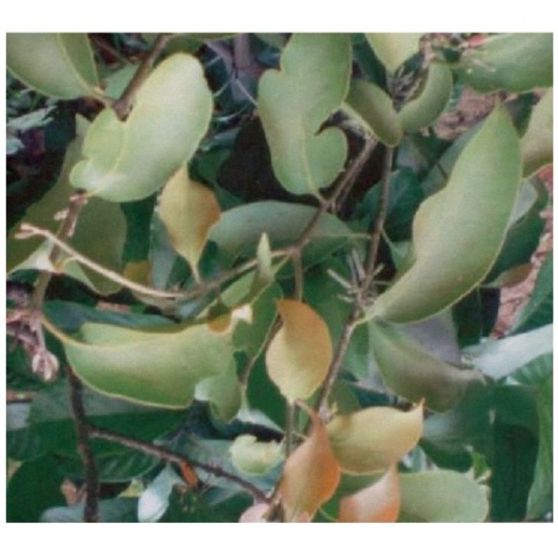 

DAUN BENALU / POHON DUKU SEGAR 1KG obat tradisional, obat herbal